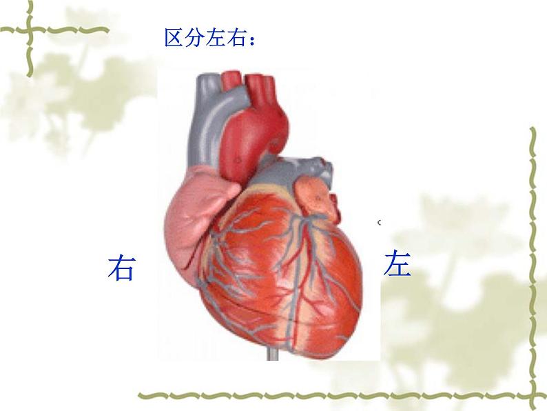 人教版生物七年级下册 4.4.3 输送血液的泵——心脏 课件 （19张PPT）05