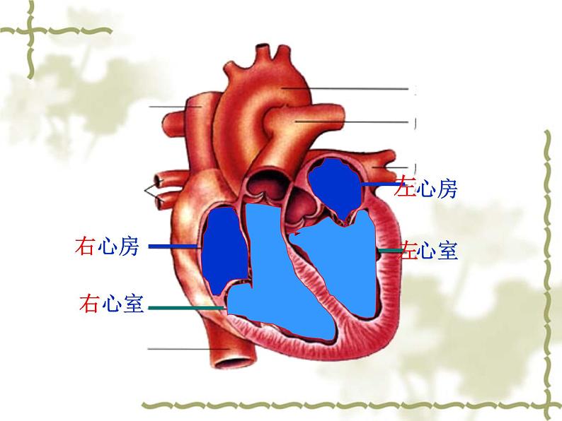 人教版生物七年级下册 4.4.3 输送血液的泵——心脏 课件 （19张PPT）06