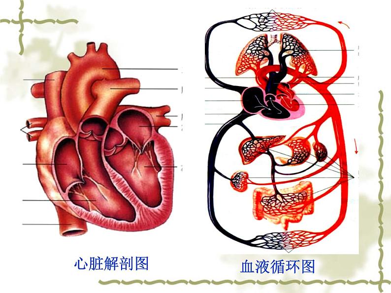 人教版生物七年级下册 4.4.3 输送血液的泵——心脏 课件 （19张PPT）07