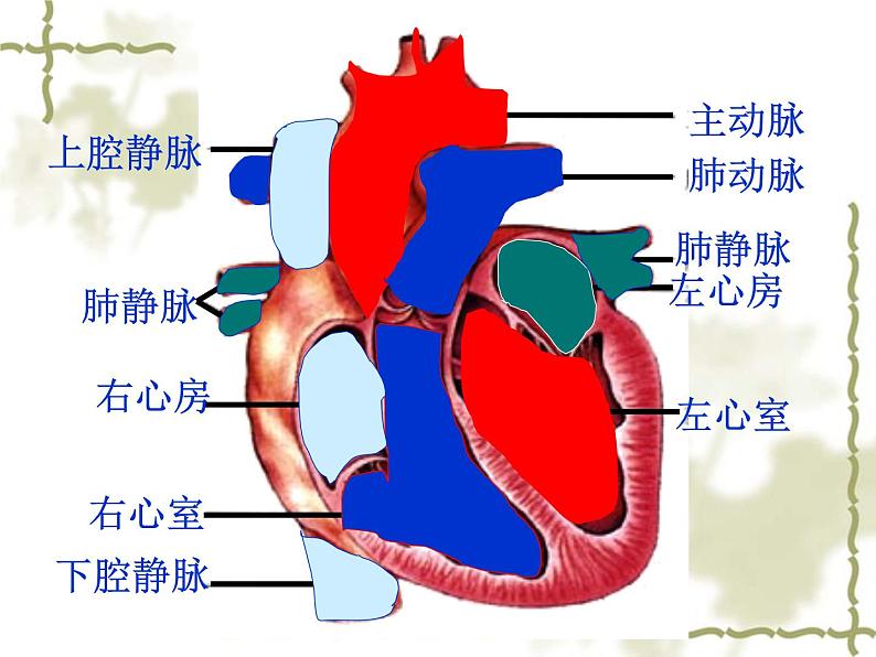 人教版生物七年级下册 4.4.3 输送血液的泵——心脏 课件 （19张PPT）08