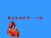 人教版生物七年级下册 4.4.3 输送血液的泵——心脏 课件 （26张PPT）