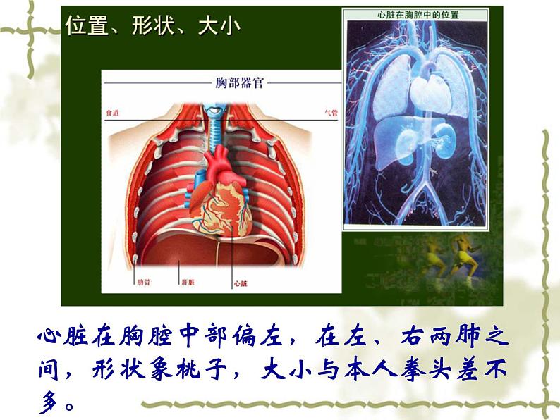 人教版生物七年级下册 4.4.3 输送血液的泵——心脏 课件 （26张PPT）第3页