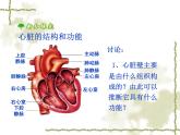 人教版生物七年级下册 4.4.3 输送血液的泵——心脏 课件 （26张PPT）