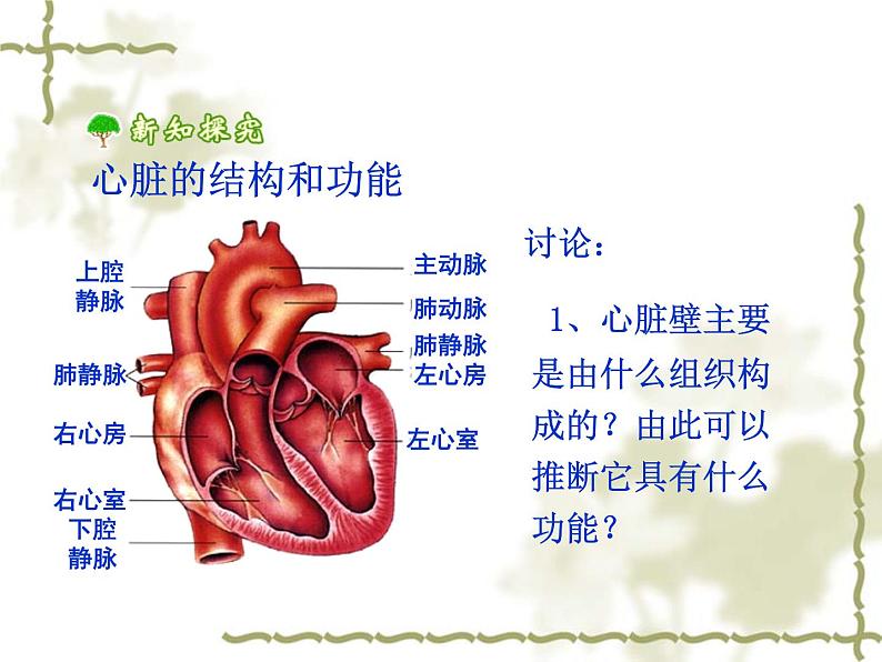 人教版生物七年级下册 4.4.3 输送血液的泵——心脏 课件 （26张PPT）第4页
