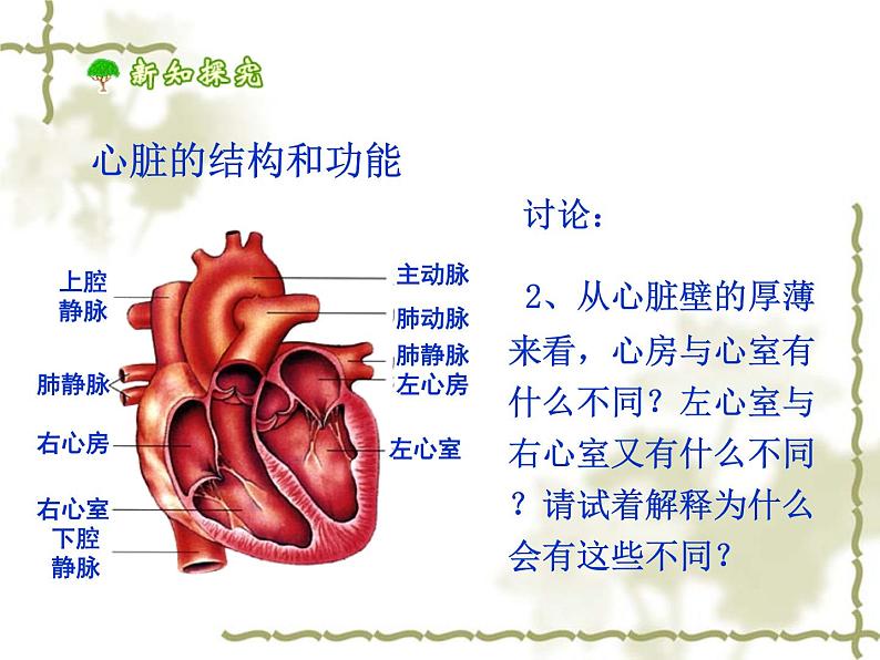 人教版生物七年级下册 4.4.3 输送血液的泵——心脏 课件 （26张PPT）第6页