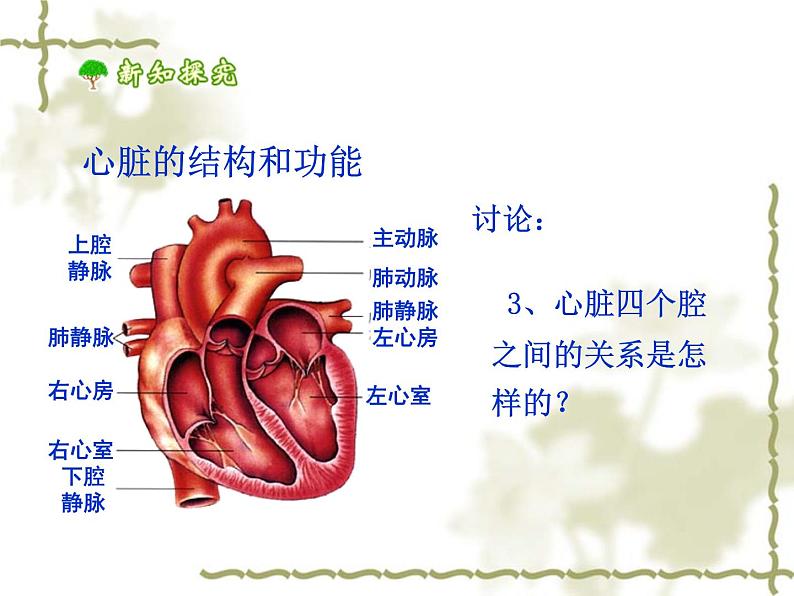 人教版生物七年级下册 4.4.3 输送血液的泵——心脏 课件 （26张PPT）第8页