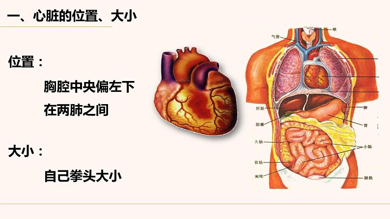 人教版生物七年级下册 4.4.3 输送血液的泵——心脏 （第1课时）课件（16张PPT）03