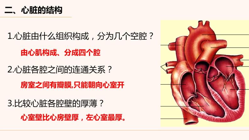 人教版生物七年级下册 4.4.3 输送血液的泵——心脏 （第1课时）课件（16张PPT）04