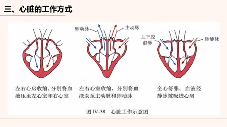 人教版生物七年级下册 4.4.3 输送血液的泵——心脏 （第1课时）课件（16张PPT）08