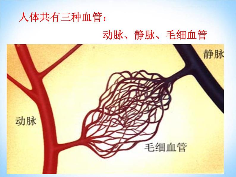 人教版生物七年级下册 4.4. 2血流的管道——血管 课件（15张PPT）第4页