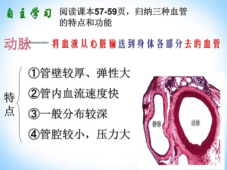 人教版生物七年级下册 4.4. 2血流的管道——血管 课件（15张PPT）第5页