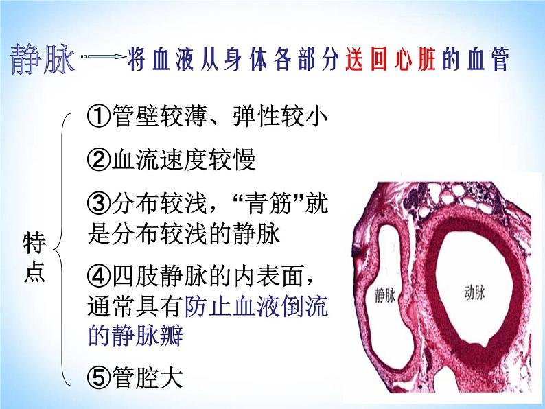 人教版生物七年级下册 4.4. 2血流的管道——血管 课件（15张PPT）第6页