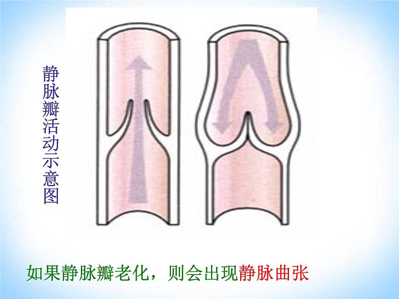 人教版生物七年级下册 4.4. 2血流的管道——血管 课件（15张PPT）第7页