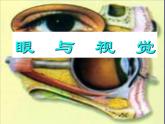 2020—2021学年人教版生物七年级下册4.6.1人体对外界环境的感知 课件（14张PPT）