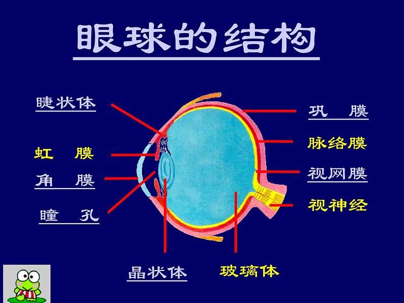 2020—2021学年人教版生物七年级下册4.6.1人体对外界环境的感知 课件（14张PPT）第3页