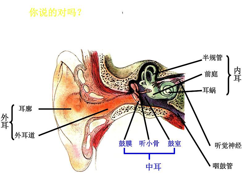 2020—2021学年人教版生物七年级下册 4.6.1 人体对外界环境的感知 （第2课时）课件（18张PPT）第5页