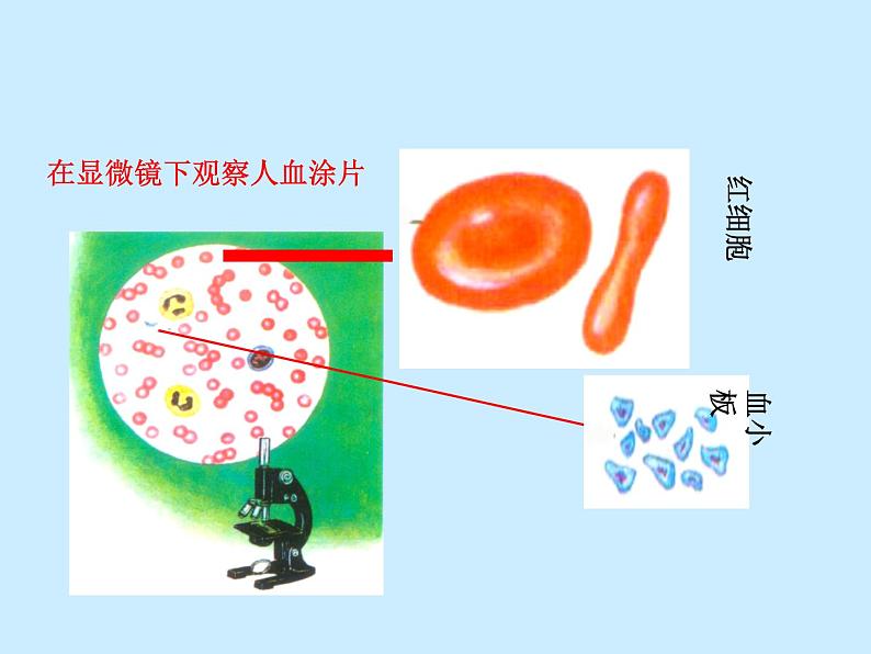 人教版生物七年级下册4.4.1 流动的组织——血液课件（25张PPT）05