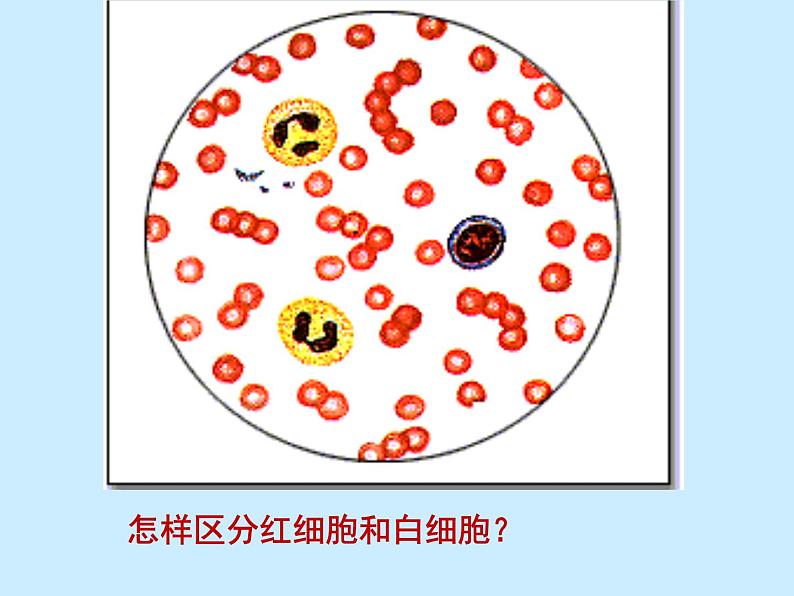 人教版生物七年级下册4.4.1 流动的组织——血液课件（25张PPT）06