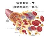 人教版生物七年级下册4.4.1 流动的组织——血液课件（33张PPT）