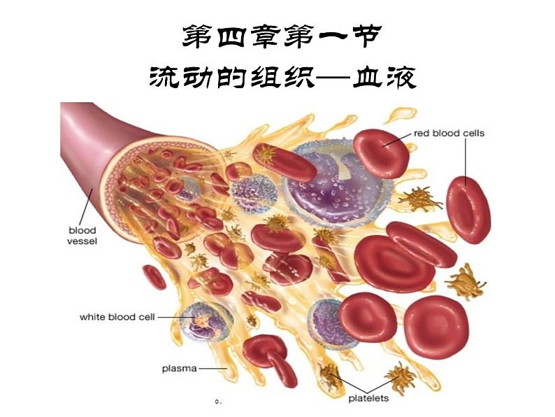 人教版生物七年级下册4.4.1 流动的组织——血液课件（33张PPT）02