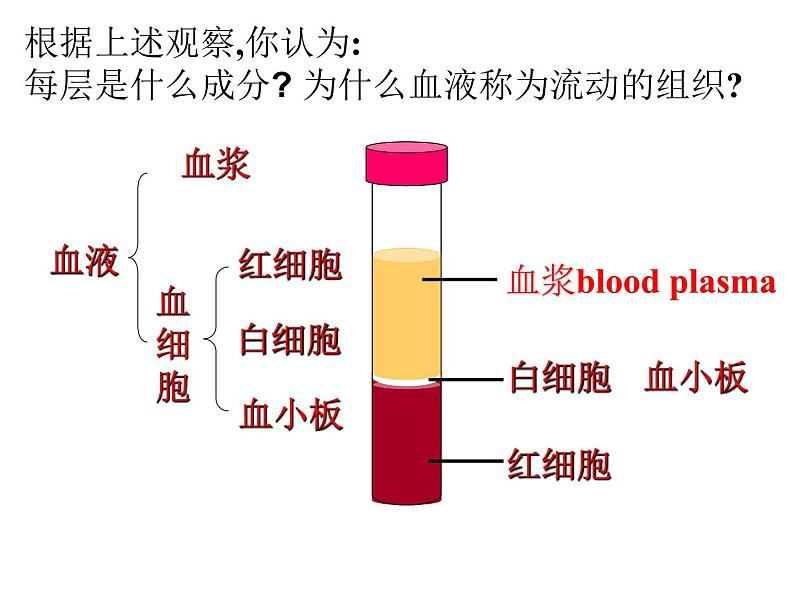 人教版生物七年级下册4.4.1 流动的组织——血液课件（17张PPT）第7页