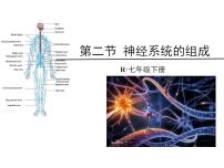 人教版 (新课标)七年级下册第二节 神经系统的组成教课课件ppt