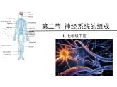 人教版七年级下册第六章第二节 神经系统的组成 课件（28张PPT）