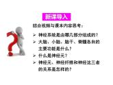 人教版七年级下册第六章第二节 神经系统的组成 课件（28张PPT）