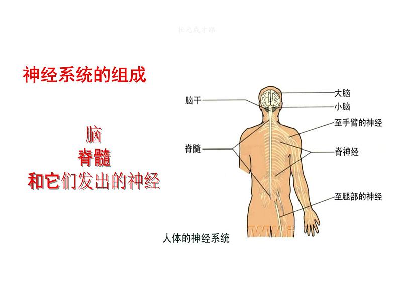 人教版七年级下册第六章第二节 神经系统的组成 课件（28张PPT）06