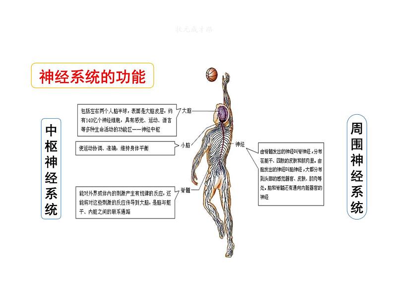 人教版七年级下册第六章第二节 神经系统的组成 课件（28张PPT）07