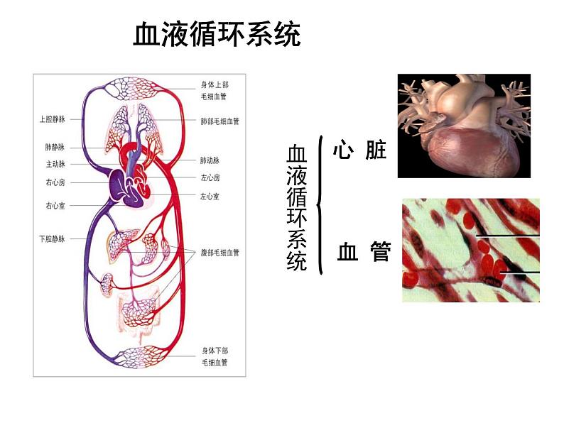 北师大版七年级下册 第9章第2节 血液循环 第1课时 课件（16张PPT）第4页