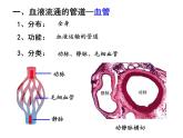 北师大版七年级下册 第9章第2节 血液循环 第1课时 课件（16张PPT）