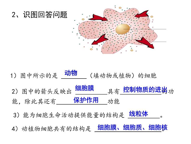 北师大版七年级上册 第3章第3节  细胞通过分裂增殖课件（20张PPT）第2页