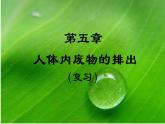 人教版七年级生物下册  第四单元生物圈中的人第五章人体内废物的排出（复习）课件（13张PPT）