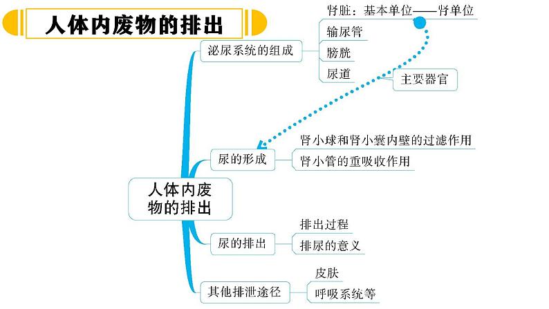 人教版七年级生物下册  第四单元生物圈中的人第五章人体内废物的排出（复习）课件（13张PPT）第2页