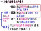 人教版七年级生物下册  第四单元生物圈中的人第五章人体内废物的排出（复习）课件（13张PPT）