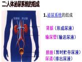 人教版七年级生物下册  第四单元生物圈中的人第五章人体内废物的排出（复习）课件（13张PPT）