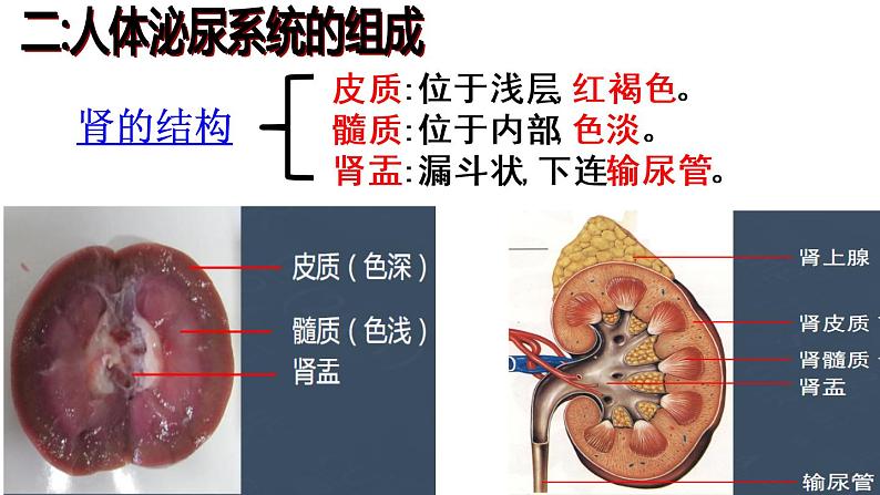 人教版七年级生物下册  第四单元生物圈中的人第五章人体内废物的排出（复习）课件（13张PPT）第6页