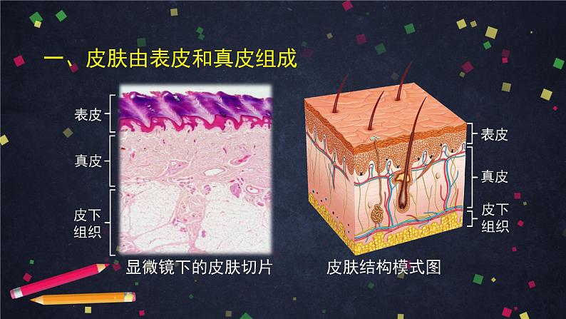 七年级生物下册 7.3 汗液的排出1（课件+教案+学案有答案）07