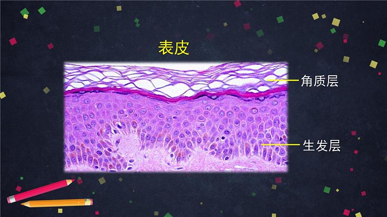 七年级生物下册 7.3 汗液的排出1（课件+教案+学案有答案）08