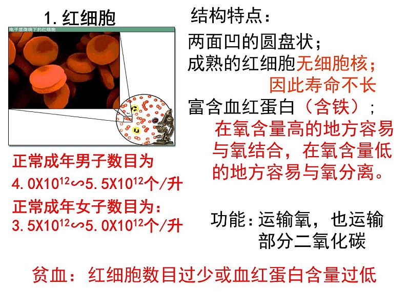 人教版七年级生物下册 第四章人体内物质的运输复习课件（53张PPT）06