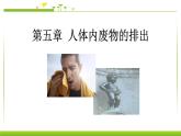 4.5人体内废物的排出 课件PPT