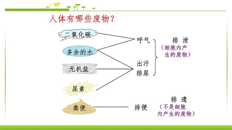 4.5人体内废物的排出 课件PPT02