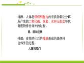 4.5人体内废物的排出 课件PPT