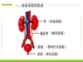 4.5人体内废物的排出 课件PPT