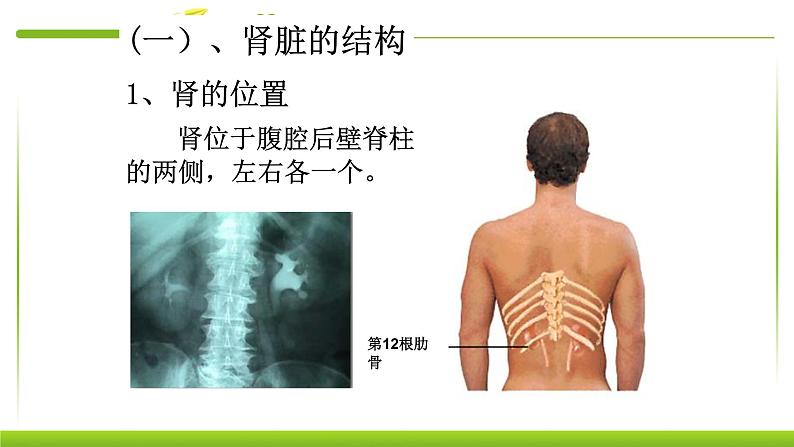 4.5人体内废物的排出 课件PPT06