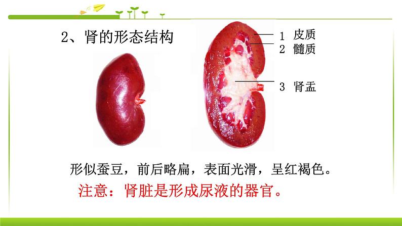 4.5人体内废物的排出 课件PPT07