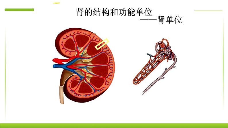 4.5人体内废物的排出 课件PPT08