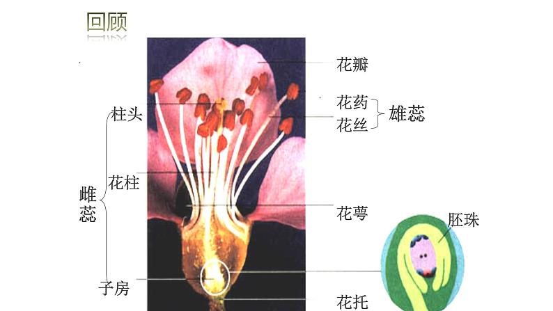 4.1.2人的生殖 课件PPT04