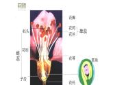 4.1.2人的生殖 课件PPT